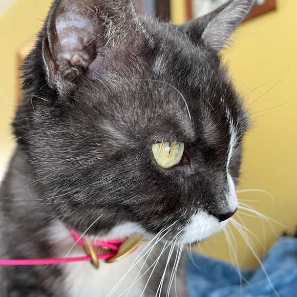 Meet your Posher, Milana - Picture 4 of 7